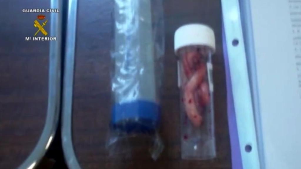 Cordones umbilicales intervenidos por la Guardia CIvil