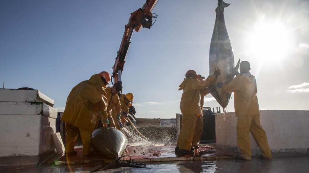Unos hombres sujetan el atún rojo que los buzos acaban de capturar en las granjas de la empresa Ricardo Fuentes e Hijos.