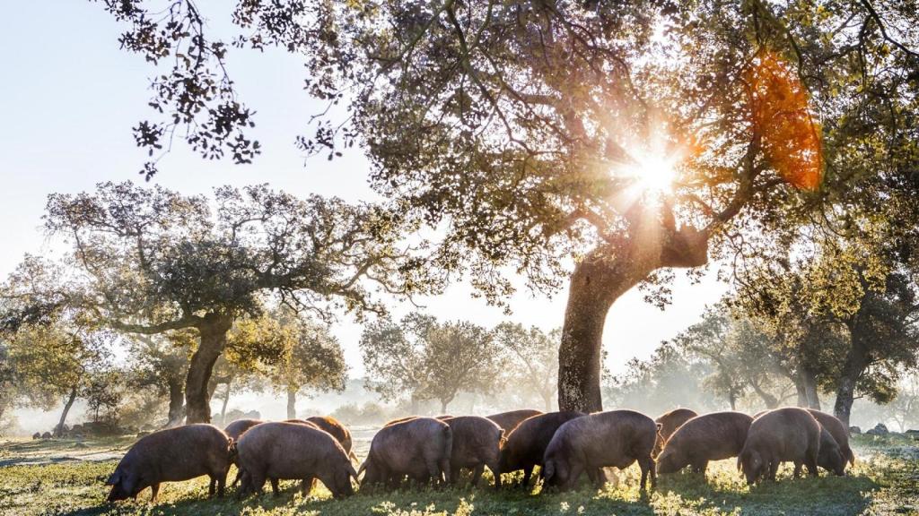 Cerdos ibérico en la dehesa