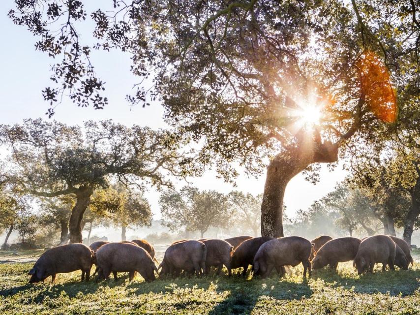 cerdo ibérico en la dehesa