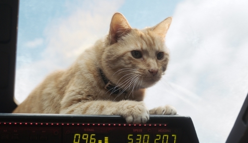 Goose, el gato robaescenas de <em>Capitana Marvel</em>.