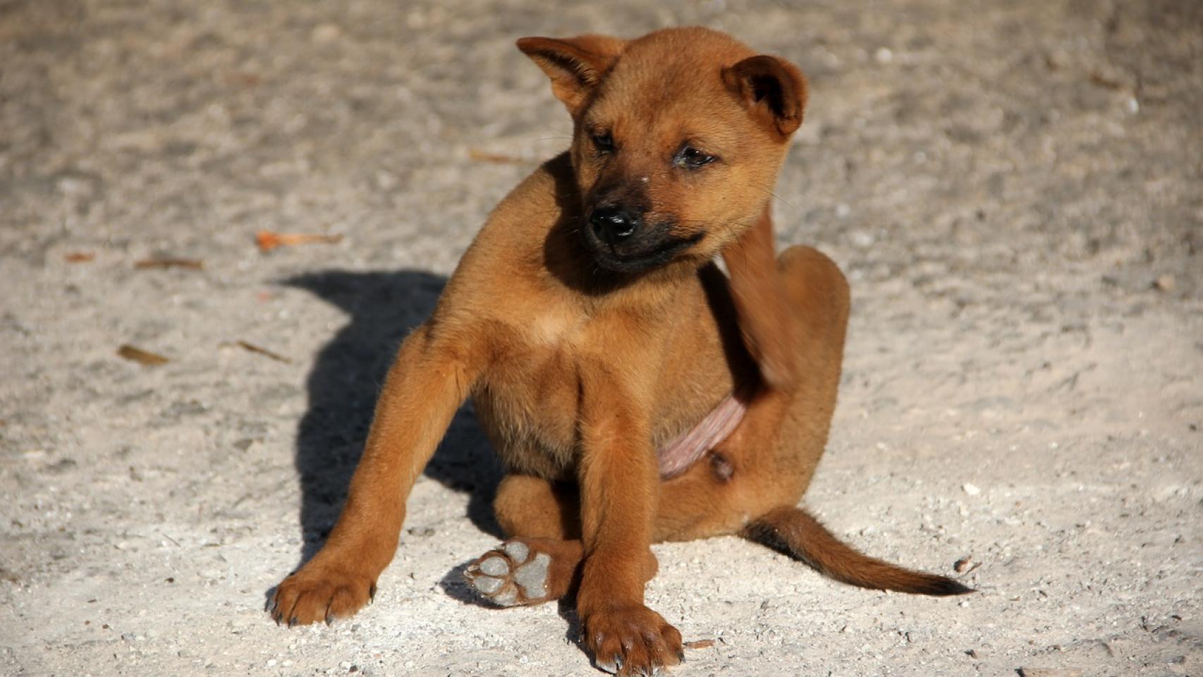 Cómo saber si hay pulgas en casa