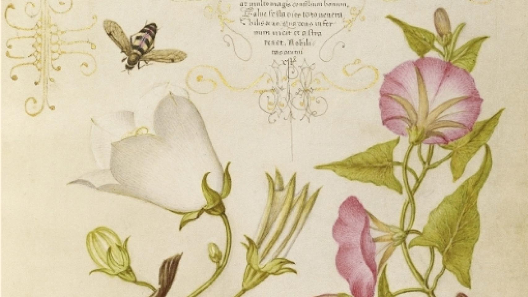 Image: Esos necesarios, odiados y queridos insectos