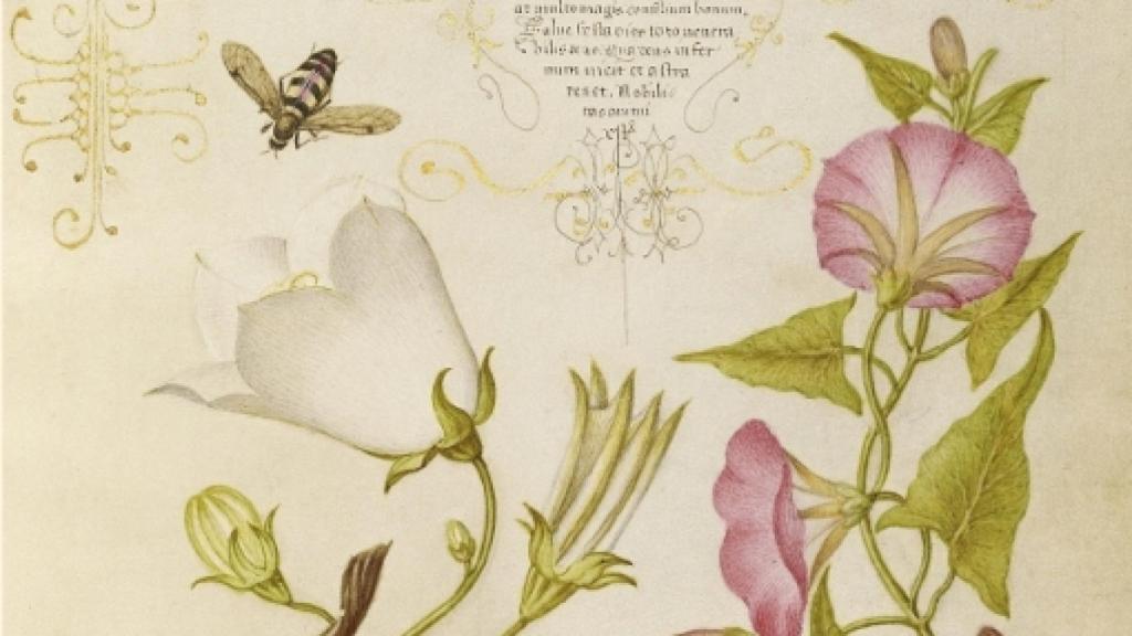 Image: Esos necesarios, odiados y queridos insectos
