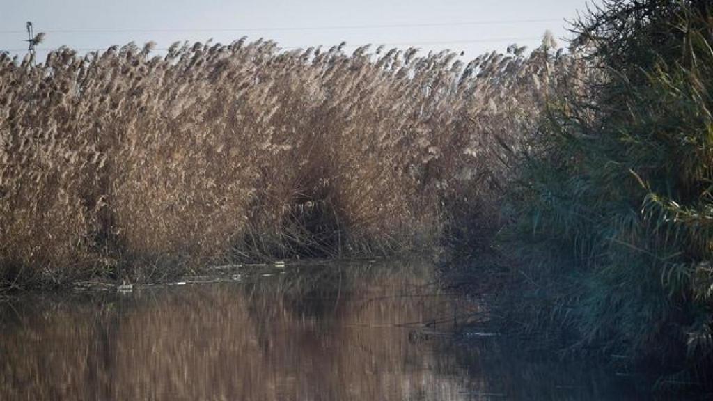 Brazo de Los Jerónimos, el caño que la organización usaba para introducir la droga en Isla Mayor.