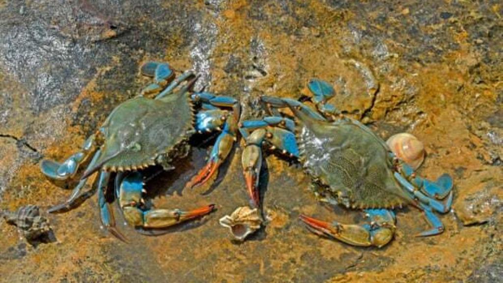 Hembras de cangrejo azul. Foto The Guardian, Jean-Claude Carton/Biosphoto