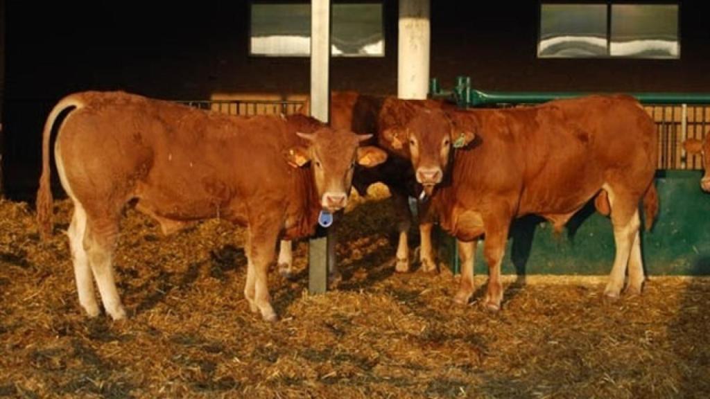 Ganadería de la raza limusín. Foto: Europa Press