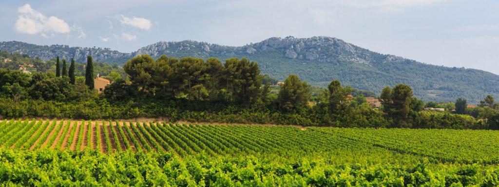 Las fincas de Domaines Ott son un placer para la vista.