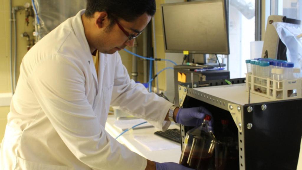 Investigador del ISP con bacterias púrpuras.