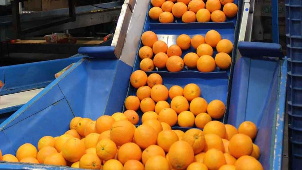 Naranjas de una cooperativa.