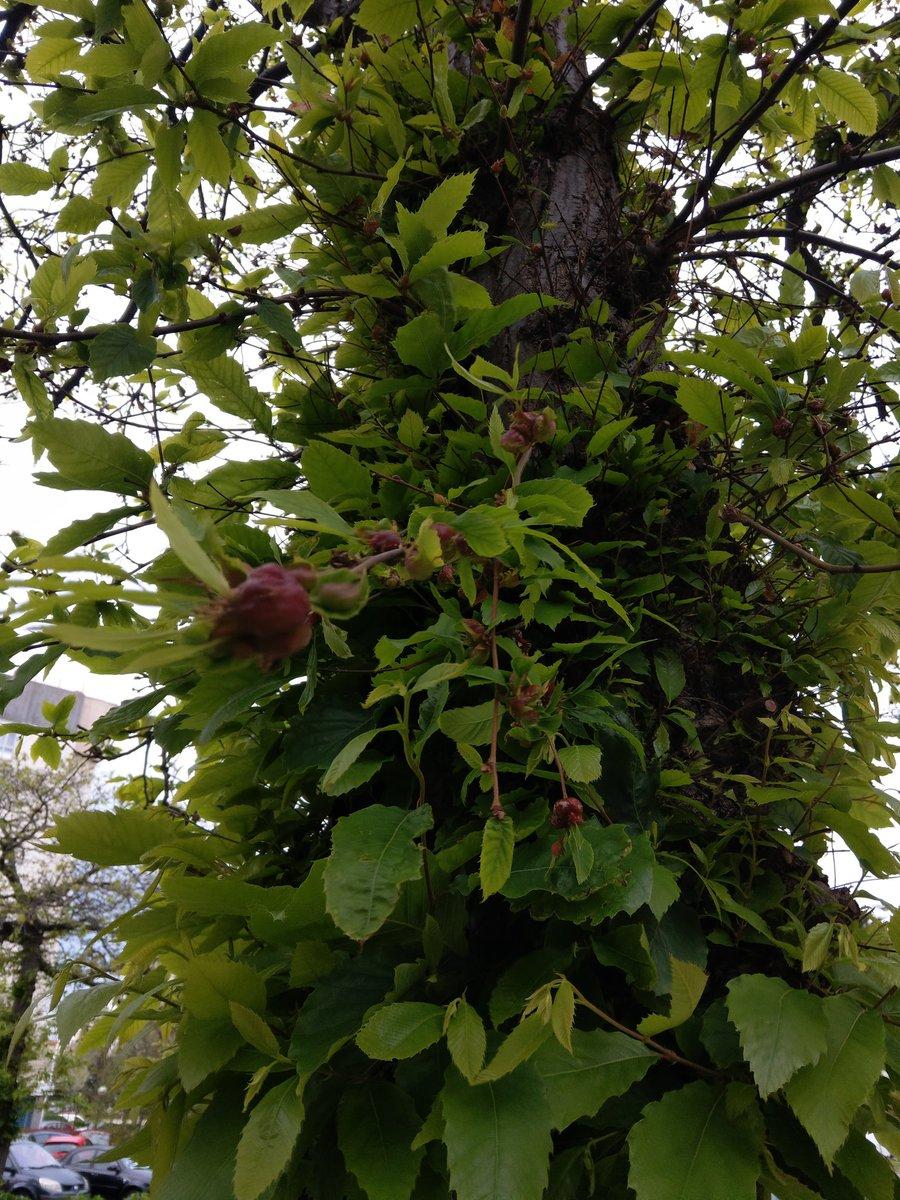 Imagen de uno de los castaños afectados.