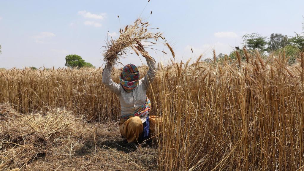 Uno de los granjeros, durante su jornada de trabajo.