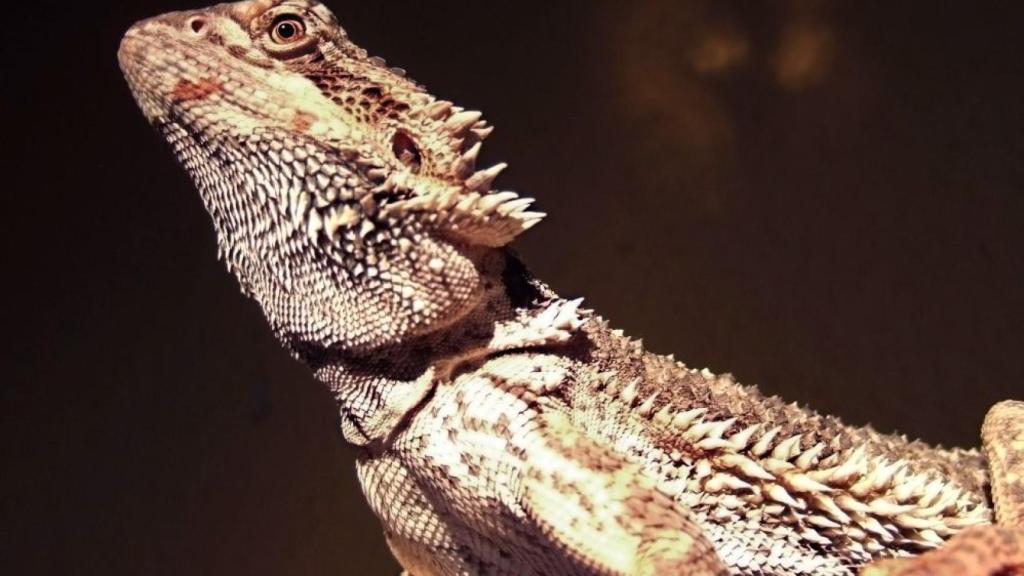 Dragón barbudo (Pogona Vitticeps). Galak76 / Wikimedia Commons