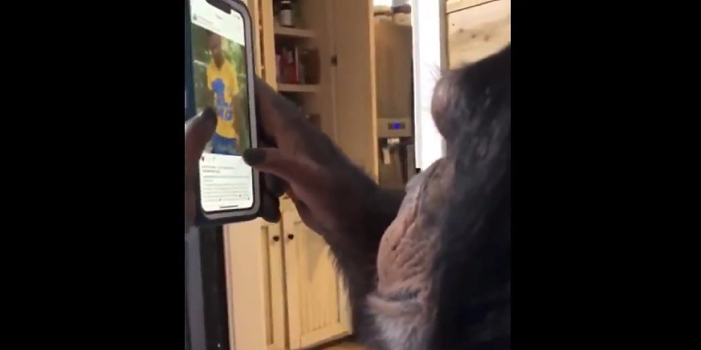 Mono usando el movil