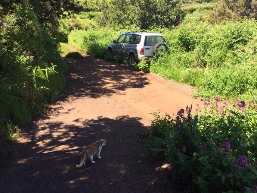 El coche de Walton permanece abandonado y sus gatos rondan el lugar