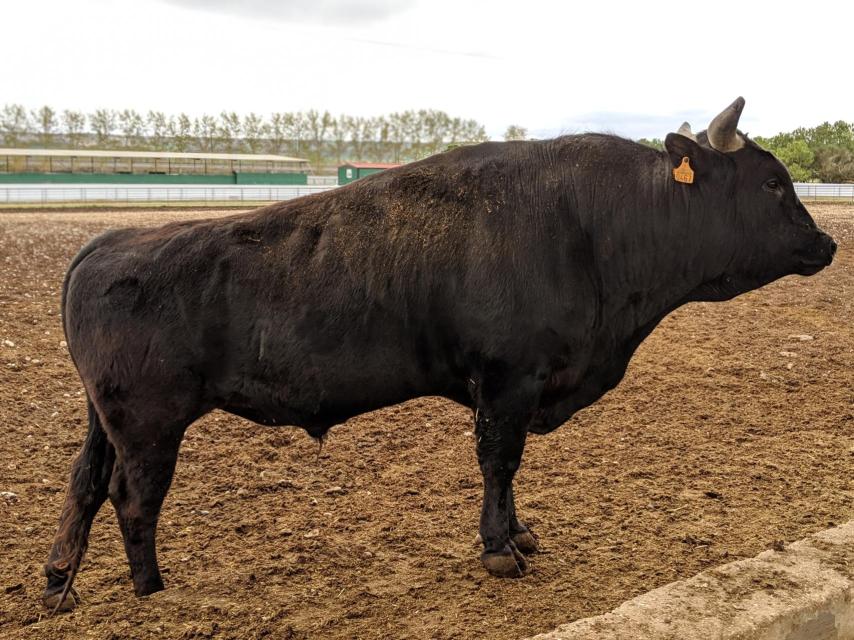 Wagyu en Finca Santa Rosalía