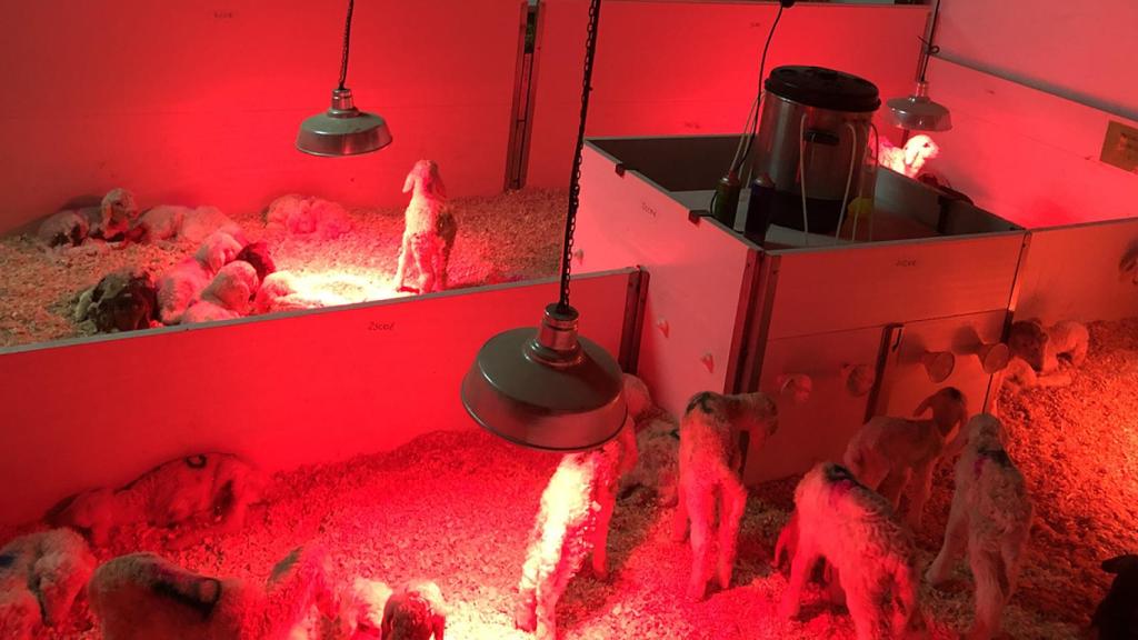 Una zona de Granja de Desarrollo Ovino AGM, que ha ideado el compuesto natural para las ovejas.