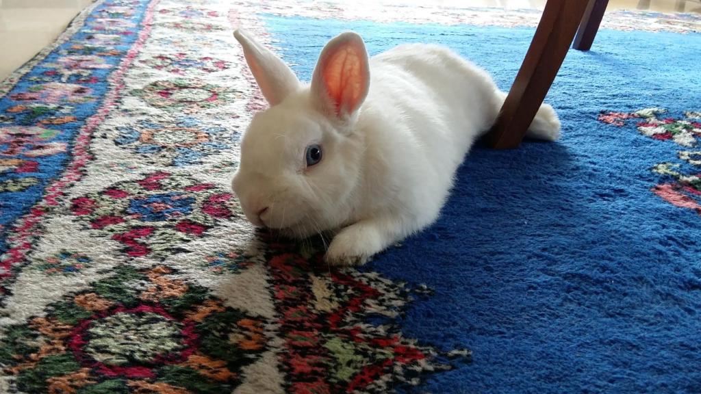 Dexter dejó de ser el conejo activo que no paraba de un lado para otro.