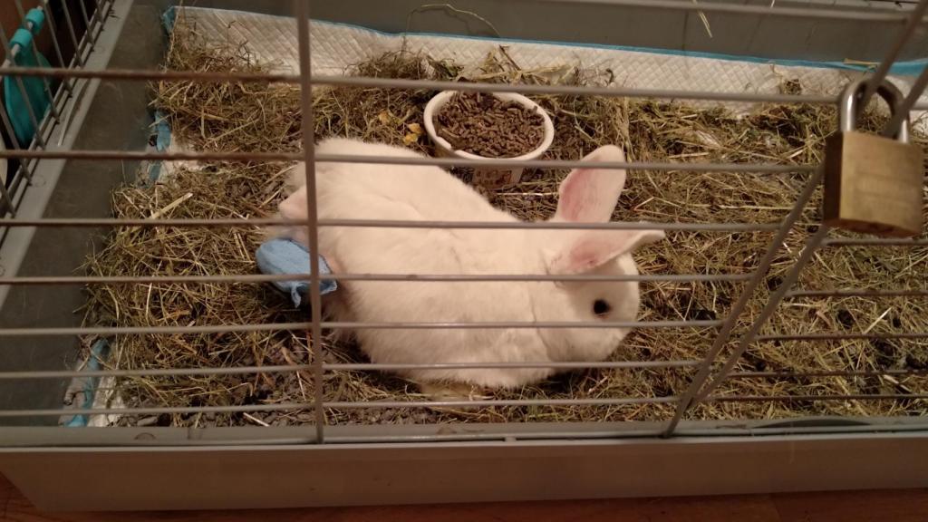 Dexter, recuperándose de la última operación.