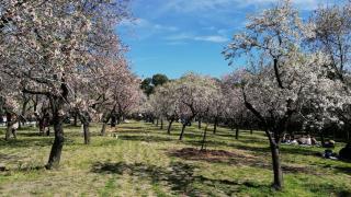 Madrid protege la Quinta de los Molinos, el 'oasis' morado de la capital que debe su nombre a los molinos de viento de EEUU