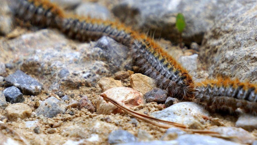 Las orugas, un parásito difícil de erradicar