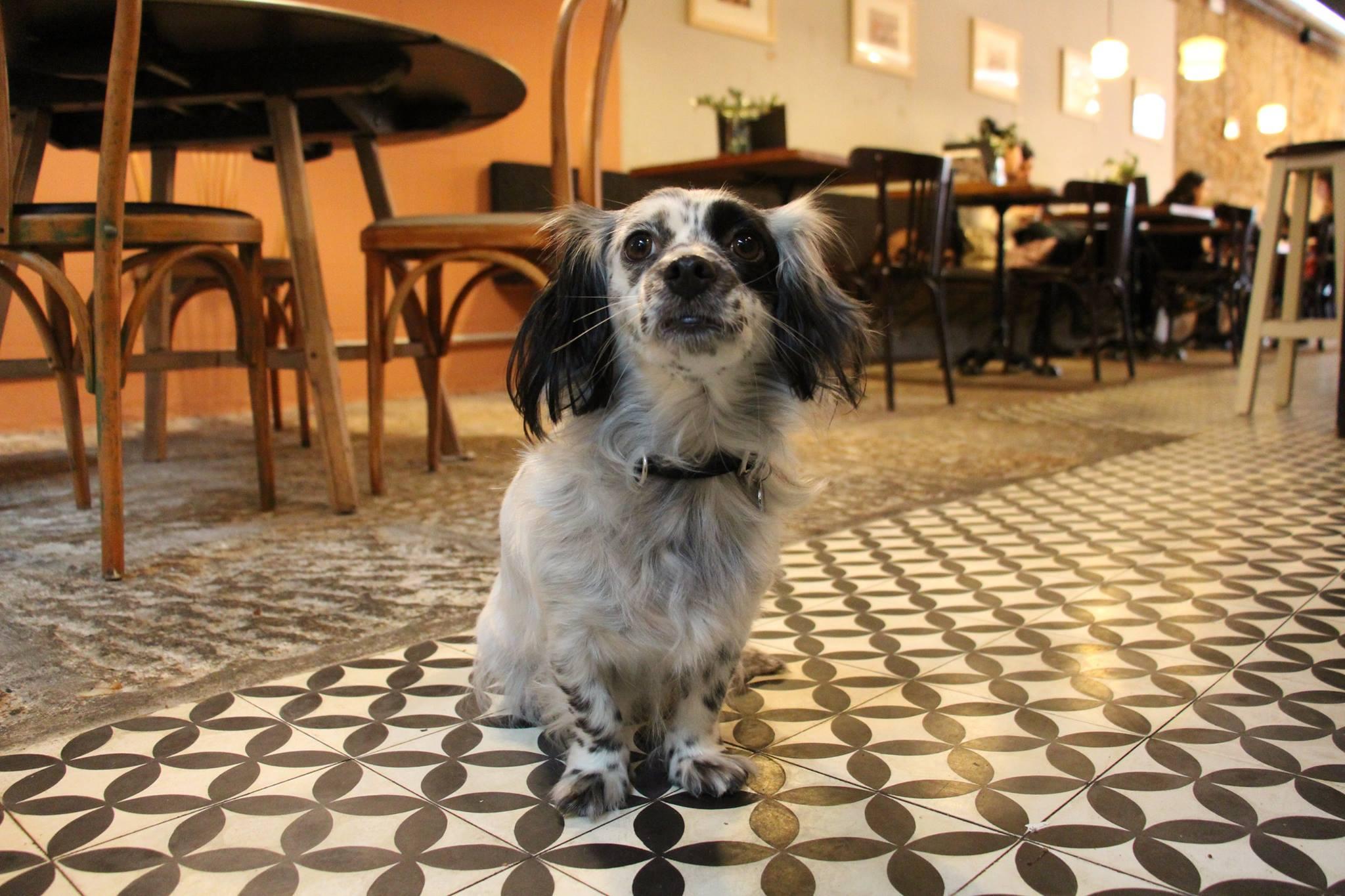 Los perros son bienvenidos en este local coruñés