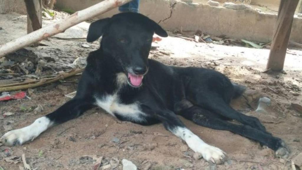 Ping Pong, el perro convertido en héroe tras salvar a un bebé sepultado en la tierra.