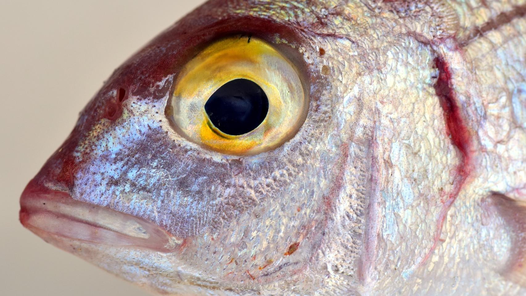 El mercurio va pasando de un pez a otro por la cadena trófica.