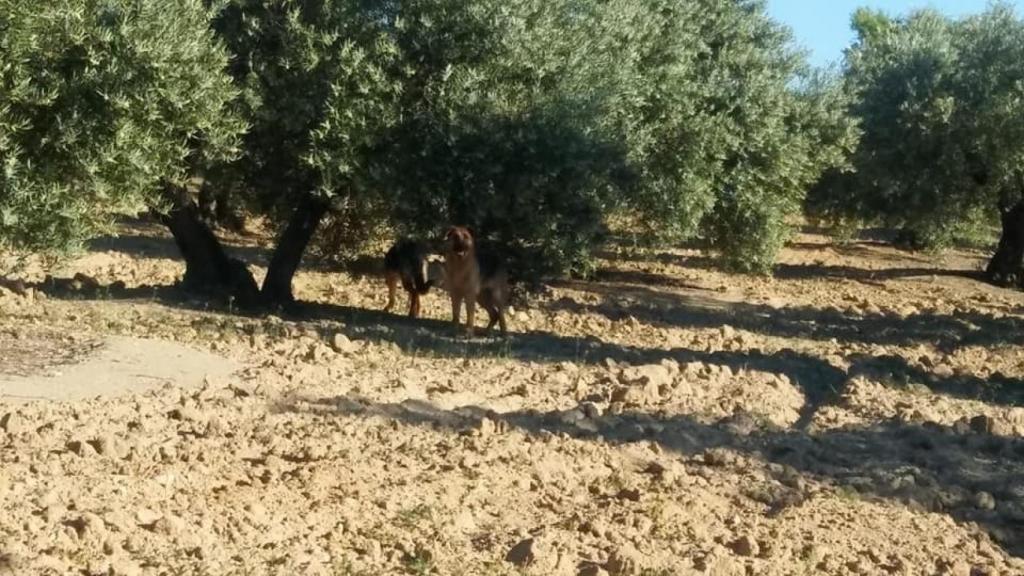 Fotografía de las dos perras utilizada para su búsqueda