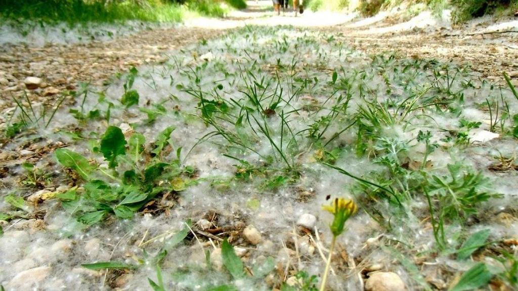 Una gran cantidad de pelusas acumuladas en mitad de un camino.