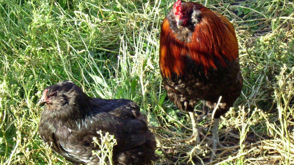 Gallinas auracanas o mapuches. Uwe Engelmann / Wikimedia commons.