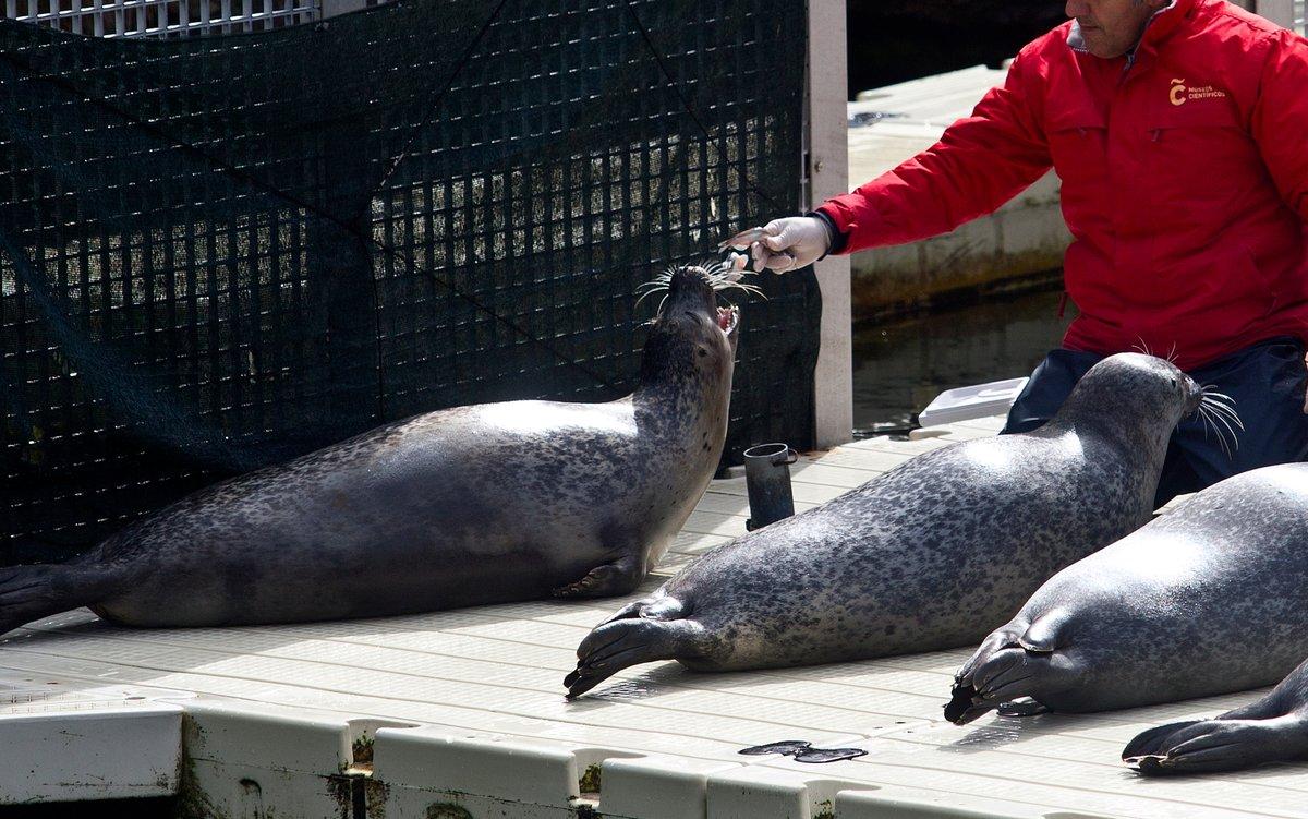 Focas que viven en el Aquarium (@mc2coruna)