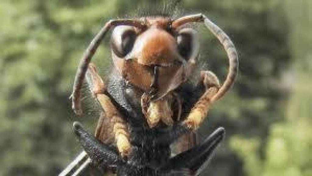 Primer plano de una avispa asiática.