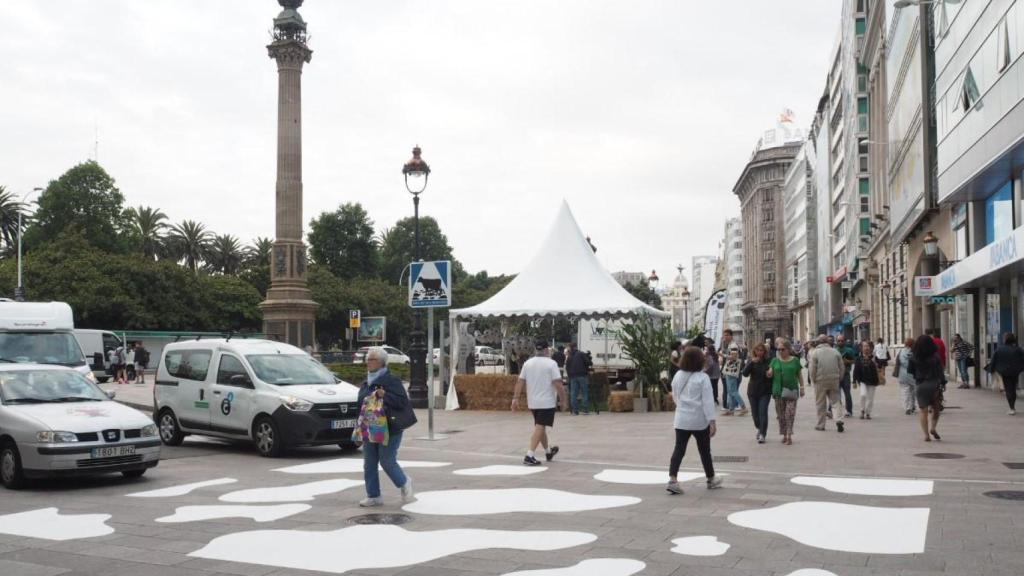 El primer paso de vaca de la historia, en A Coruña