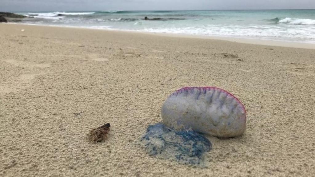 Una carabela portuguesa avistada en Formentera