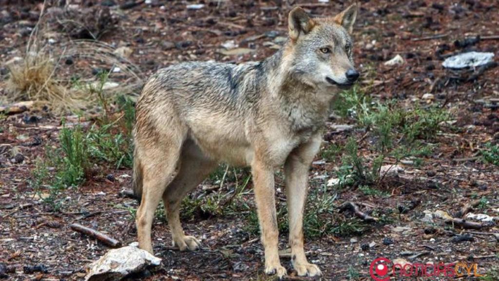 zamora centro lobo robledo