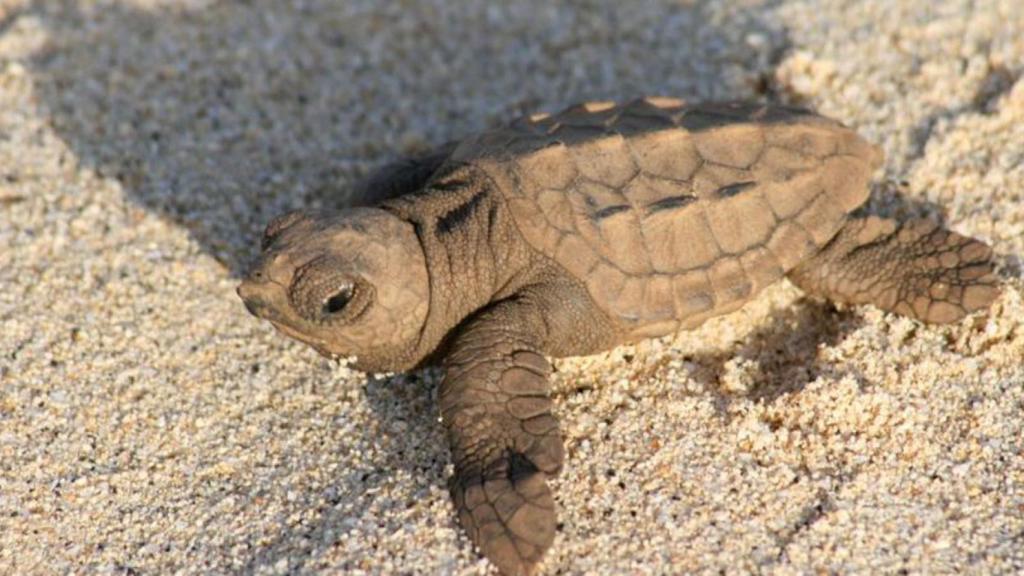 Se llama Caretta caretta y pone sus nidos en las playas mediterráneas.