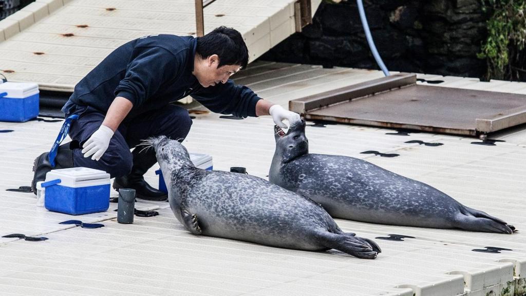 Focas en el exterior del acuario