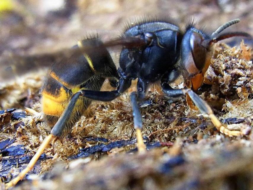 Imagen de una avispa asiática.