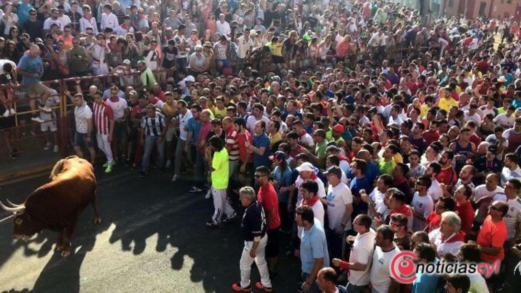 zamora benavente toro enmaromado (3)