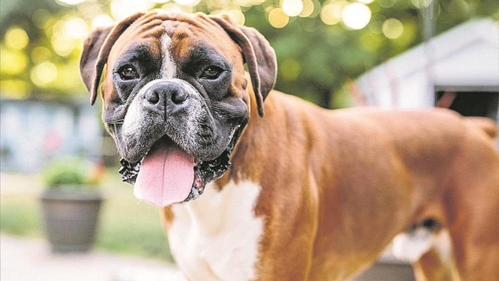 Imagen de archivo de un bóxer