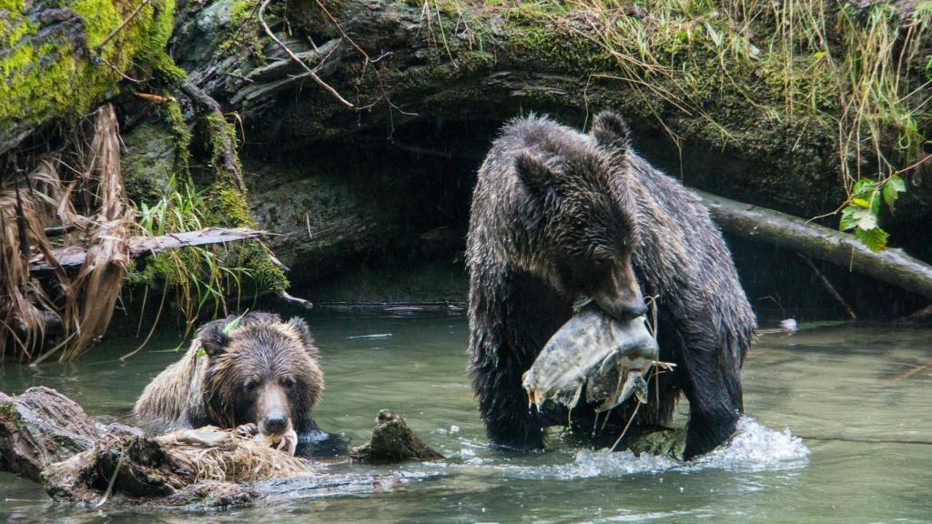 Osos en libertad en uno de los parques naturales de Bután.