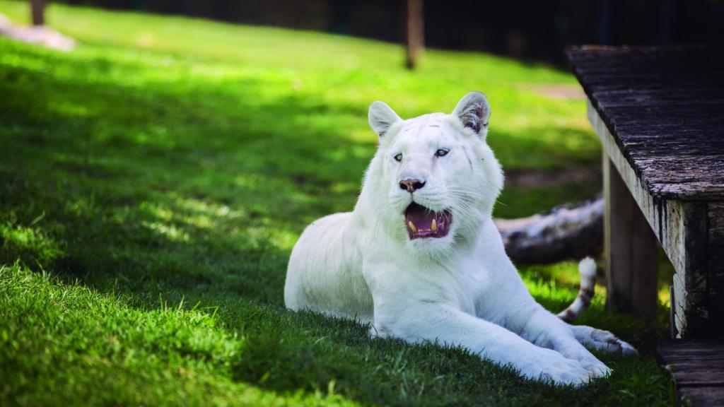 Memorias de África.