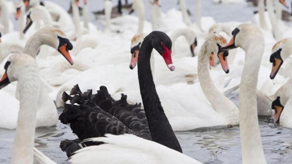cisne negro blanco