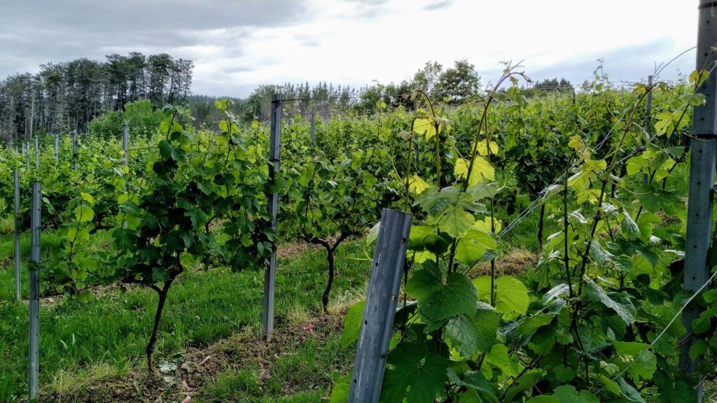 Viñedo de la bodega Itsasmendi.