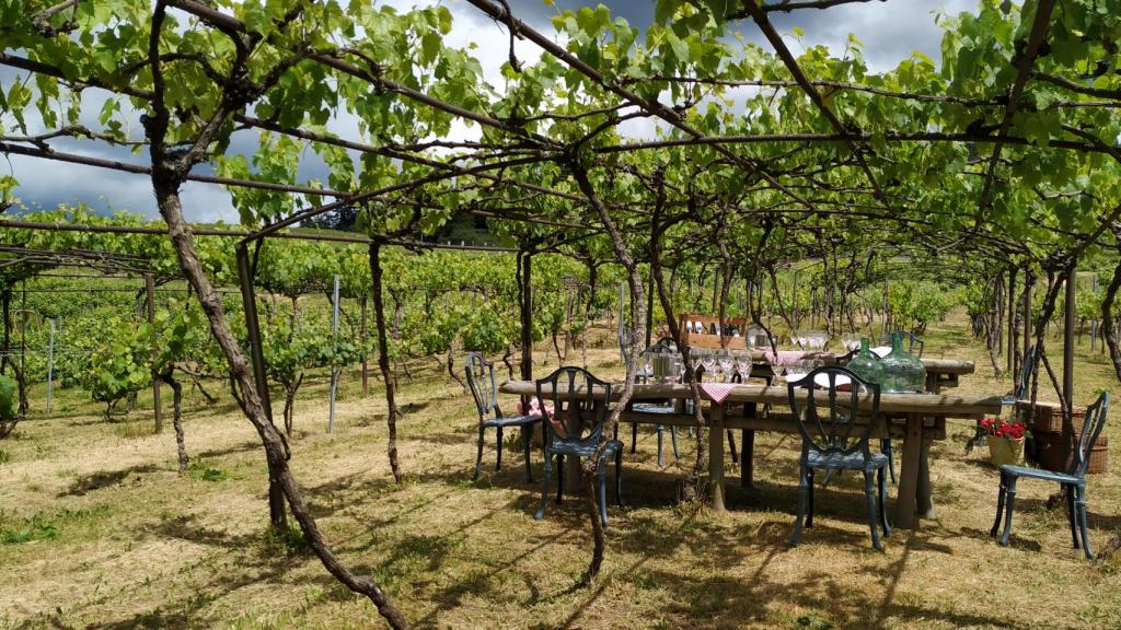 'Hamaiketako' entre viñas.