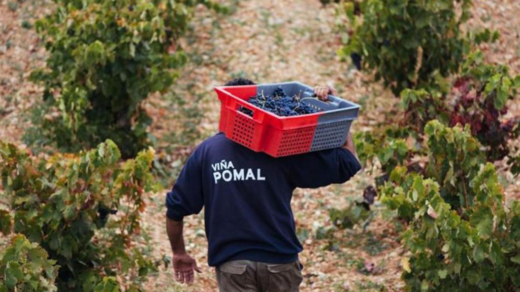 Bodegas Bilbaínas ya puede predecir la calidad y cantidad de uva de cada campaña