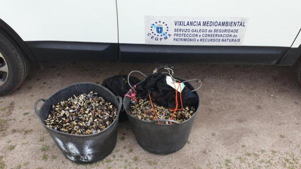 Incautados 62 kilos de percebes en Caión