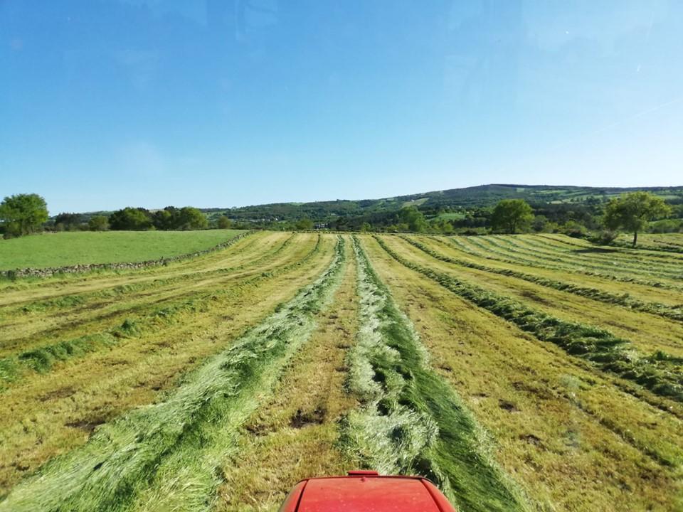 Estos son los pastos que alimentan las vacas de la granja (Kalekói)
