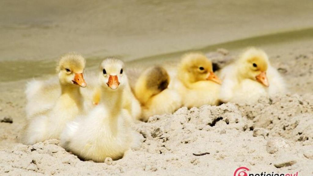 Valladolid-verano-temperaturas-calor-21